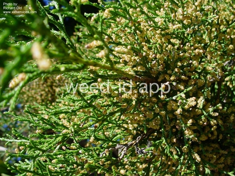 redcedar, eastern
